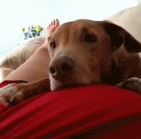 记录小狗狗的胎动瞬间,狗狗感受到了主人肚子里的胎动