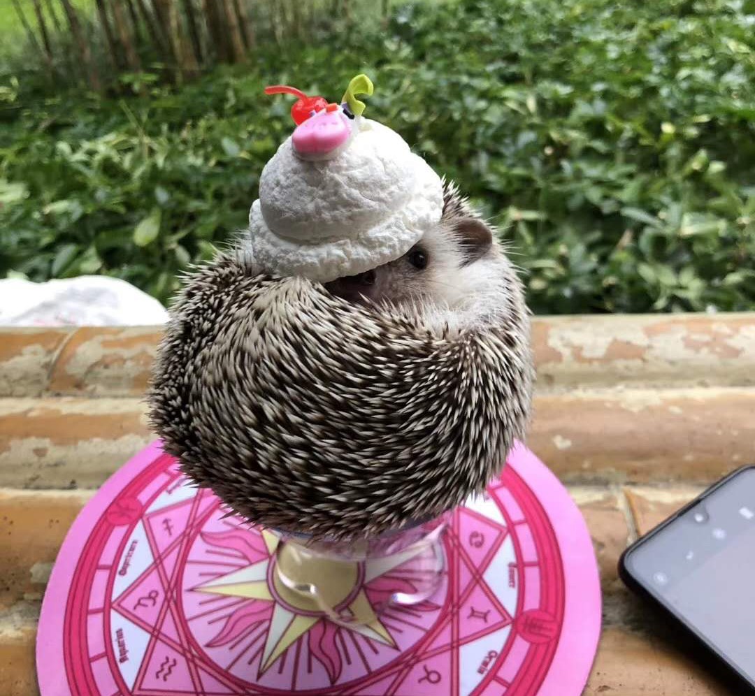 快给非洲迷你刺猬咬吧！咬了涂刺就算征服它了？小心被白咬了