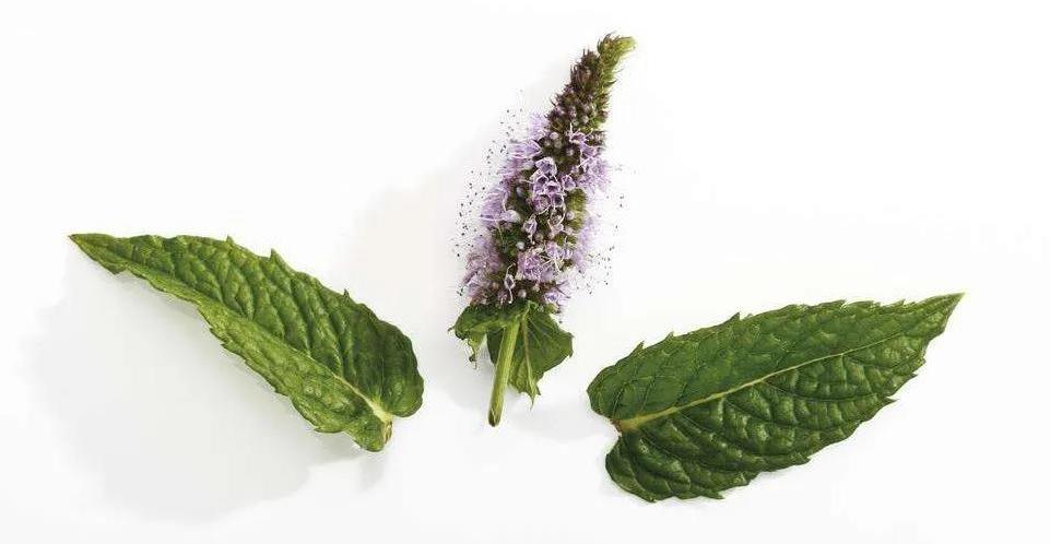 欧薄荷，开阔思绪，化解无名情绪