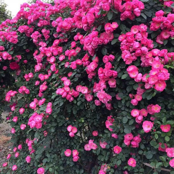 无刺四季开花藤本月季品种有哪些,耐热又耐寒的藤本月季有哪些品种