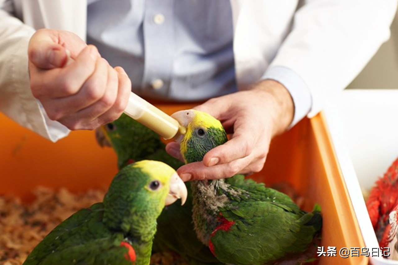 鸟儿身体失温了怎么克服,鸟中暑了怎么治