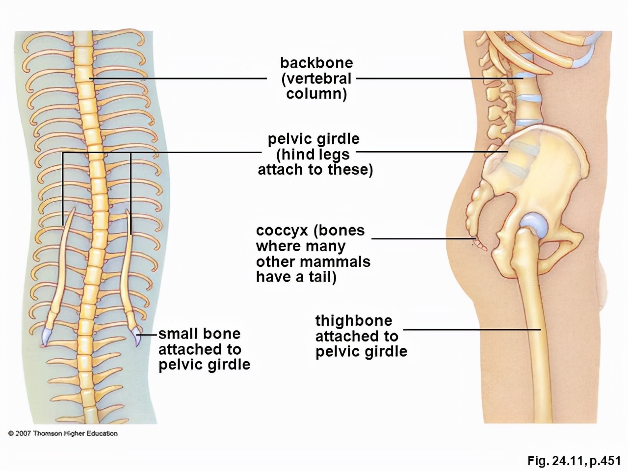 蛇的骨骼结构图,蛇的下颚能长多大
