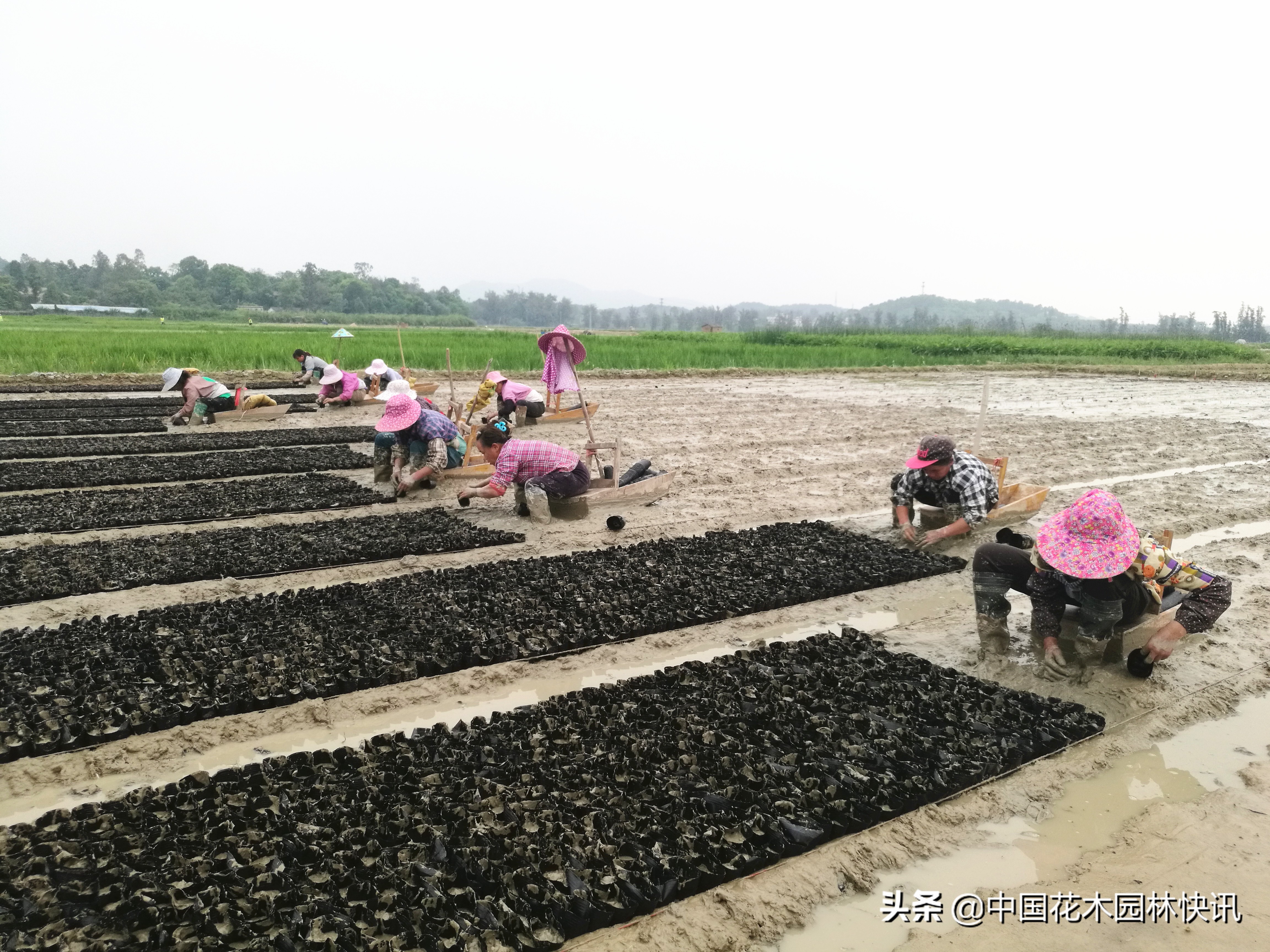 东莞周旭懿：十五年激情创业拼搏在水生植物领域绽放青*光春**芒