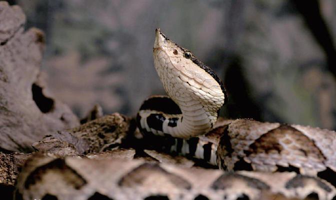 有毒蛇标志,有毒蛇的视频