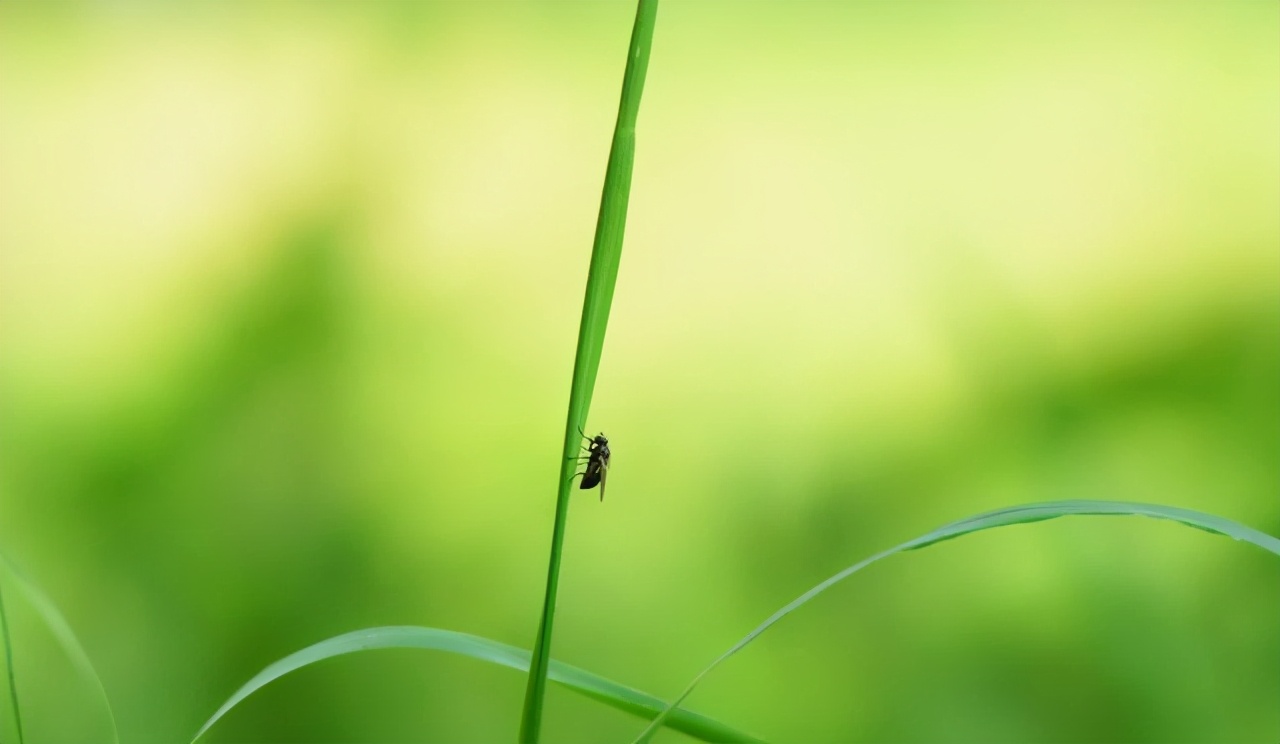 苍蝇灭绝对地球有害吗,苍蝇在世界上的意义