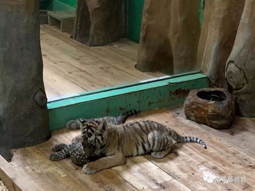 广州长隆攻略两天一夜住哪个酒店,去珠海长隆前一天下午游玩攻略