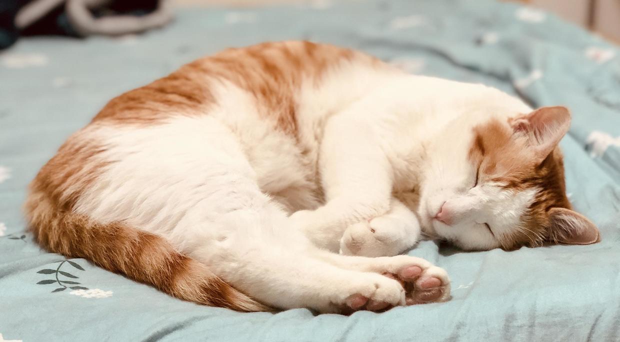 训练猫咪的100种方法,训练猫咪的基本方法和注意事项