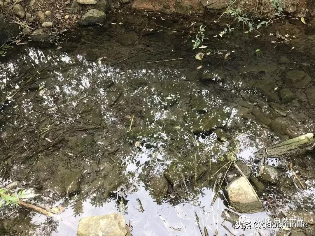 大草龟和小草龟谁好养,变异草龟和草龟的区别