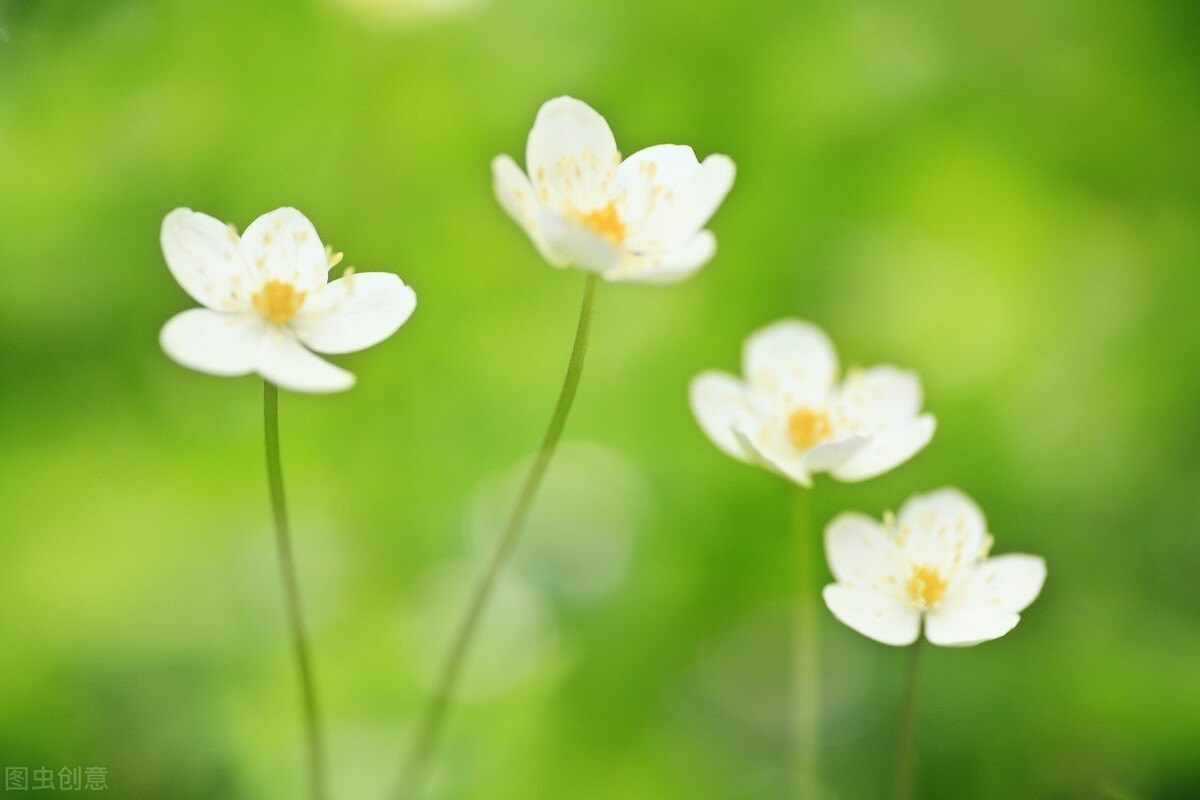 春天是绿色的作文,春天是绿色的像什么