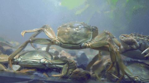 螃蟹煮熟的时候怎么处理比较干净,煮熟的螃蟹应该怎么处理才能吃