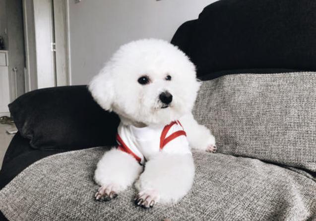 比熊开心视频,比熊开心的叫声