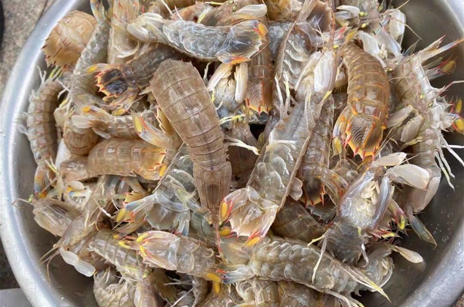 老渔民：吃皮皮虾时，找到这个“拉链”，一拉就脱壳，5秒剥一个