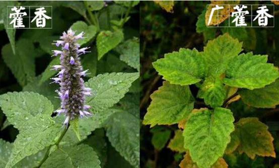 目前哪些中药材市场前景看好,市场紧缺的中药材有哪些品种