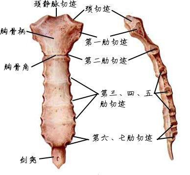 医生常用的解剖学、内外科口诀