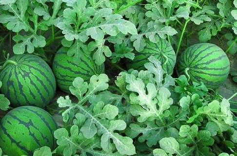 西瓜根部叶黄怎样治,西瓜老叶黄边怎么治疗