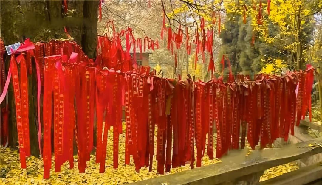 1h飚拢！千年银杏、云海星空、木屋烧烤……这条路线9……