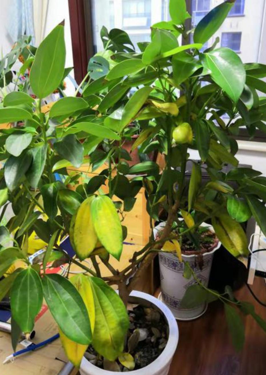 平安树干叶黄叶,平安树干叶子怎么回事