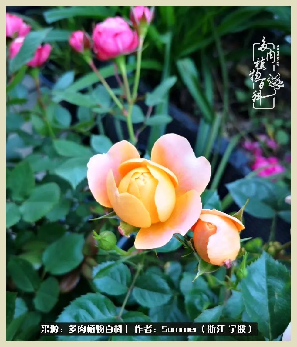 多肉小白新手入门,多肉新手上路请多指教