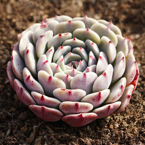 1000种多肉植物图鉴大全大图,景天科1000种多肉植物图鉴