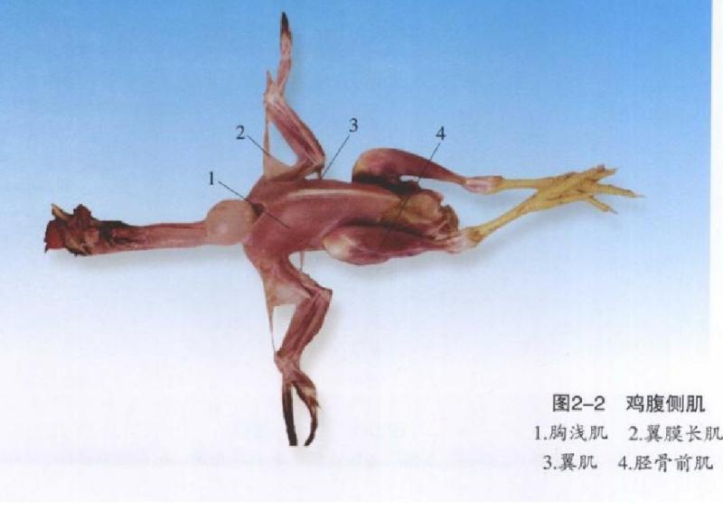 「技术」手把手教你解剖鸡确诊鸡病，超详细解剖步骤