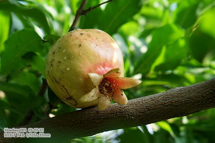 生活杂记：买了台新相机（20150801）