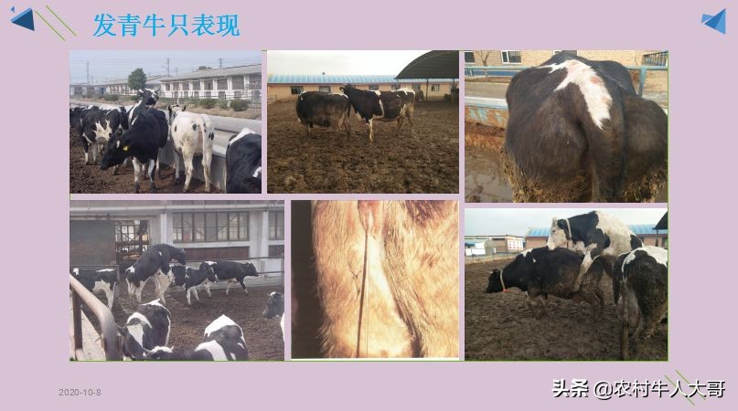 奶牛产后子宫净化保健实施方案ppT课件