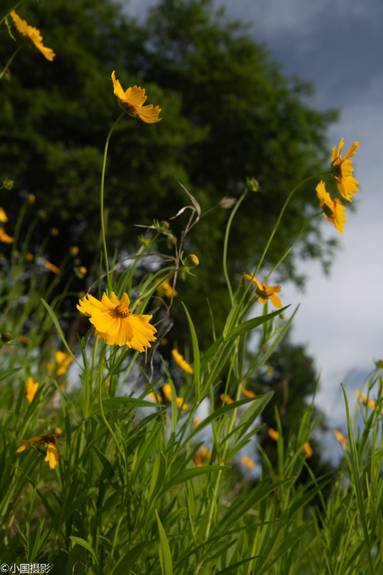 剑叶金鸡菊盆栽,重瓣剑叶金鸡菊图片