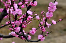 赏梅踏春最佳打卡地,现在附近公园赏梅哪里有