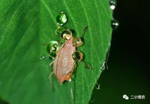 灭蚜虫，宫斗剧里怎么搞人你就怎么搞虫！