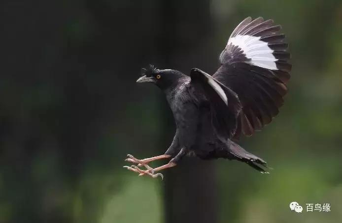 八哥学舌口才完整版,八哥学了杂口如何纠正