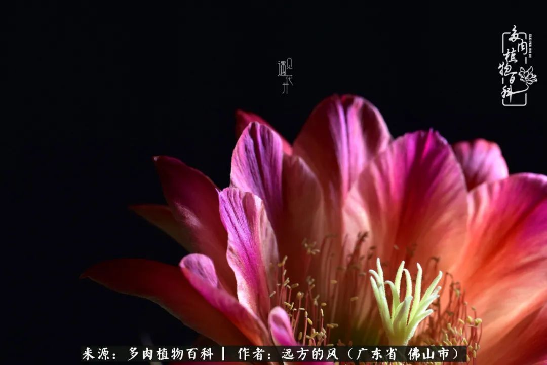 那些花儿在每个角落静静为你开着,那些花儿在每个角落静静地绽放