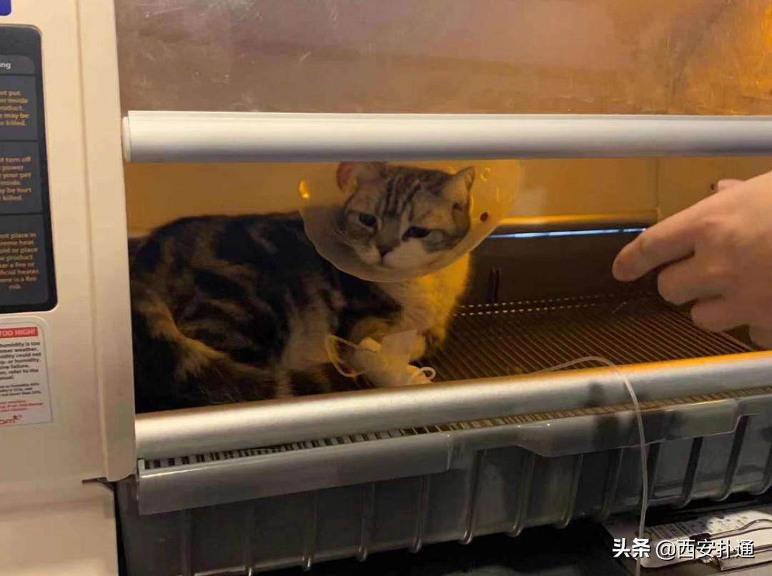 在西安给宠物看病凭什么这么贵