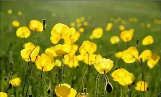 通辽好玩的景点排行榜,通辽霍林河景色