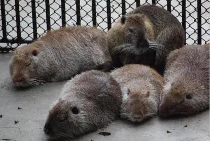 最新致富经视频,致富经每日农经频道