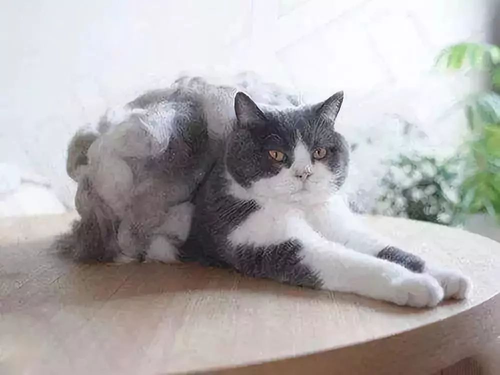 爱掉猫毛怎么办,如何彻底解决猫咪掉毛