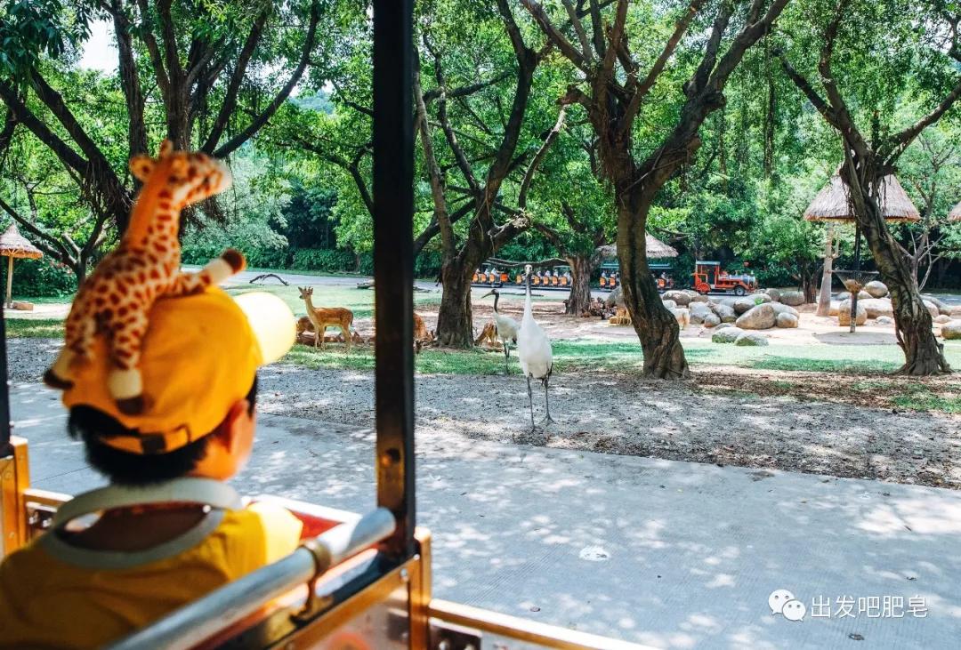 长隆飞鸟乐园长隆熊猫酒店怎么选,周一长隆野生动物园游玩攻略