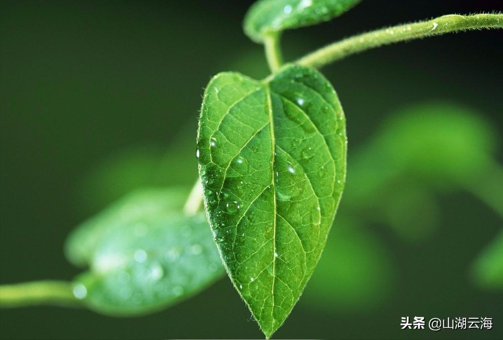 腌蔼青春去，苍茫白露稀