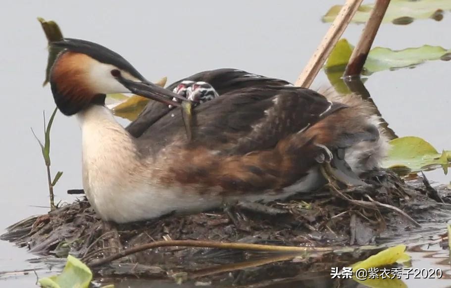 刚出生的鱼宝宝很大,刚生出来的鱼宝宝不怎么动呢