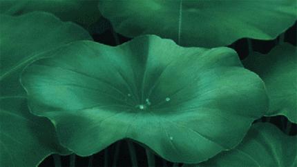 初夏听雨完整版,初夏听雨诗词新韵