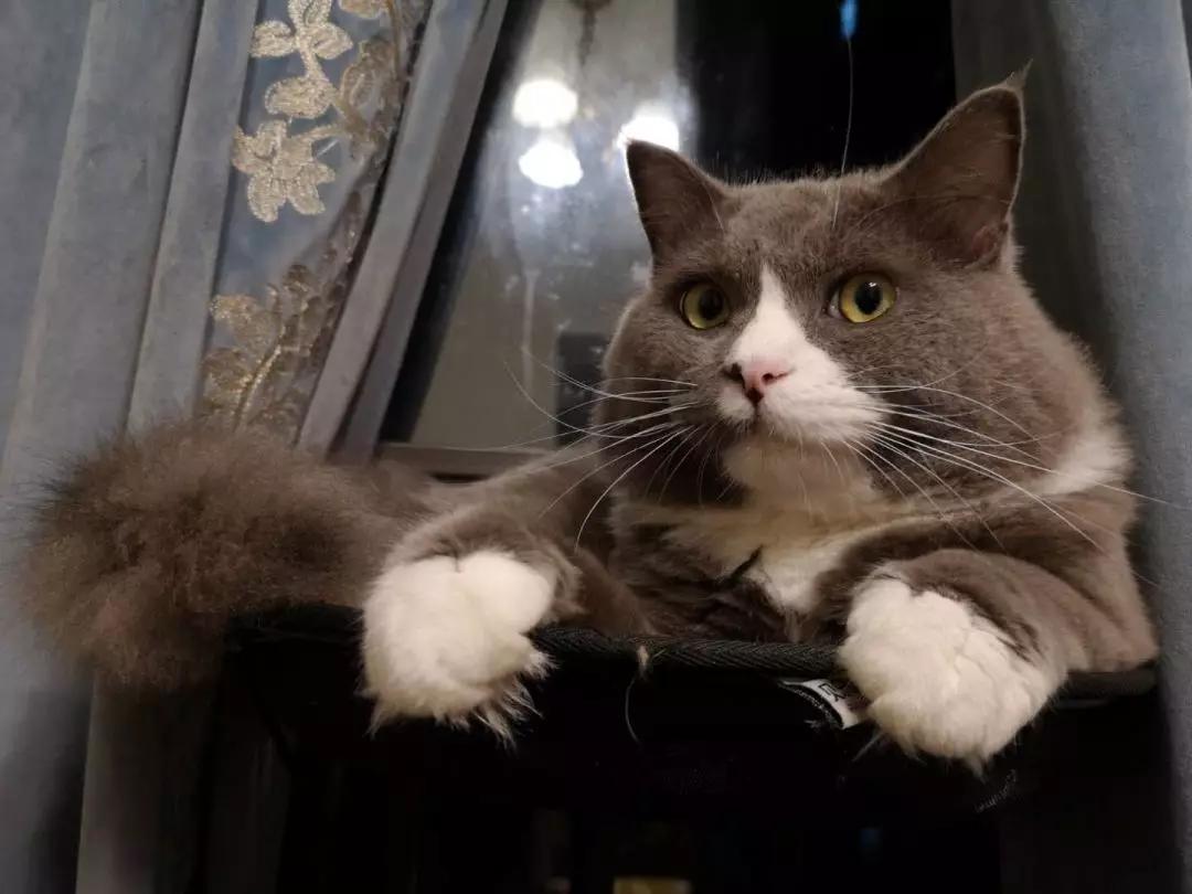 新手养猫小指南,新手养猫攻略