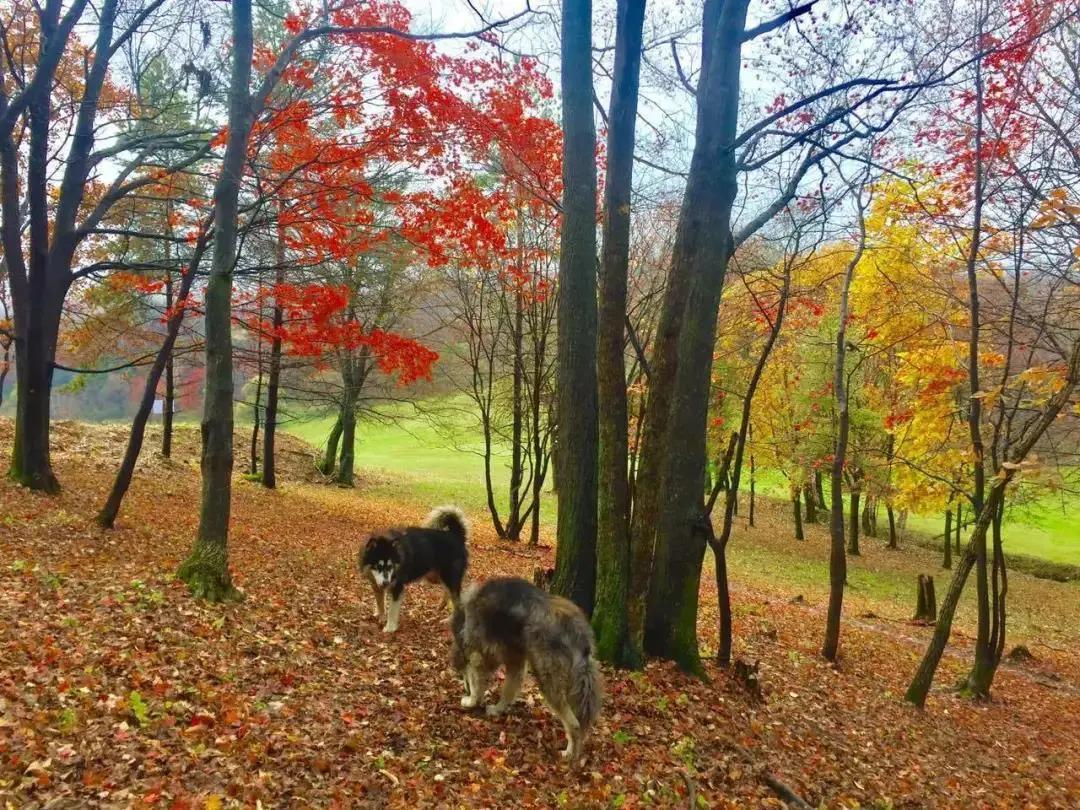 假期逛景区一大波优惠等着您,景点优惠活动视频