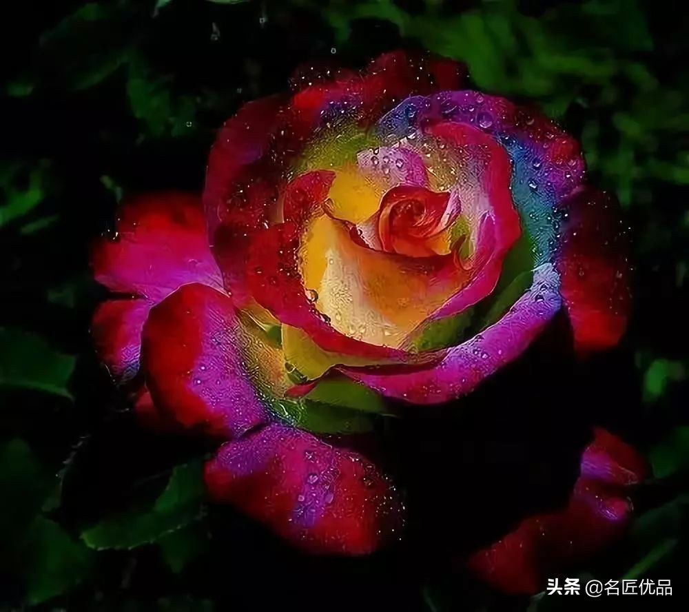 手工玫瑰怎么制作,玫瑰花手工制作白玫瑰