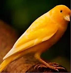 金丝雀羽毛品种,金丝雀可以笼养繁殖吗