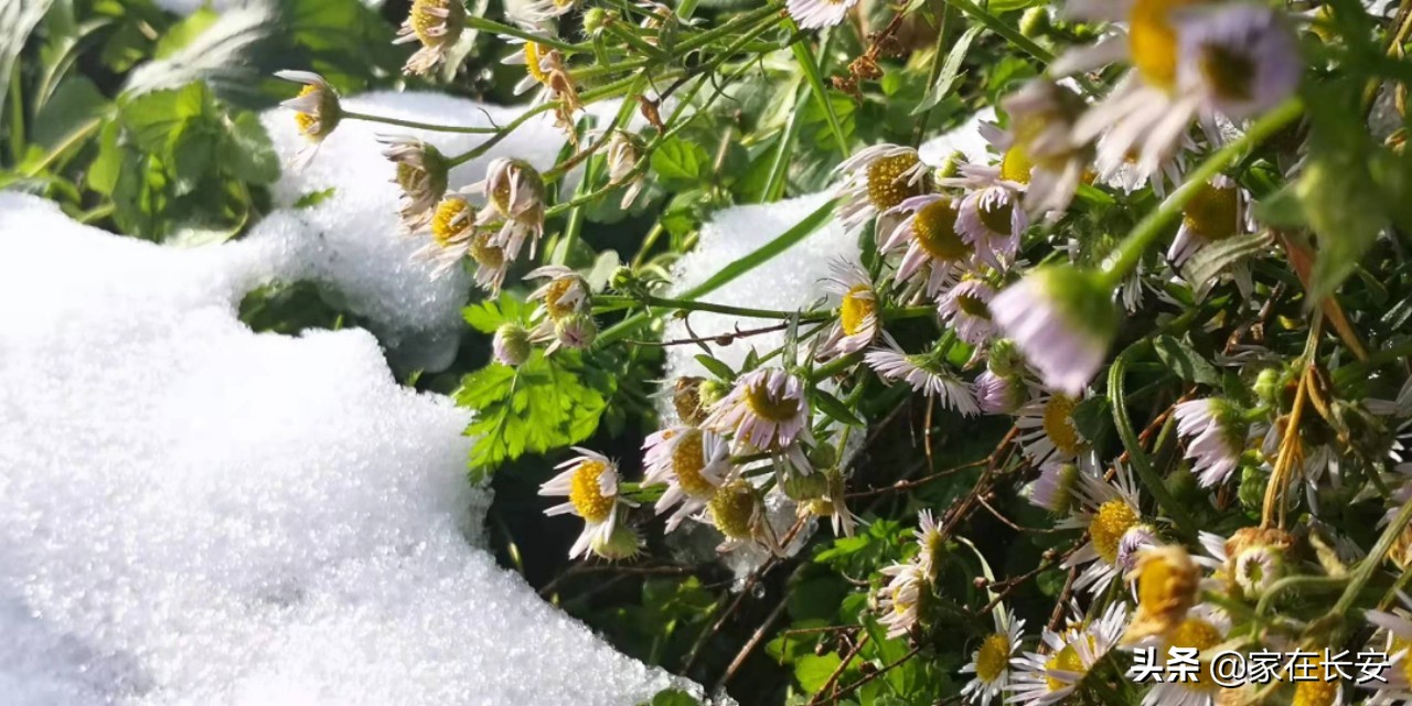 白雪柿子,秦岭草甸高山野菊花