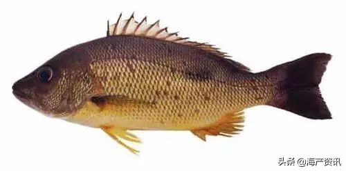 顶级海鲜鱼类大全图解,常见海鲜鱼类哪些便宜