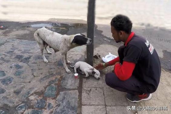 小狗狗被人类虐待求饶,流浪狗被虐待后还是相信人类