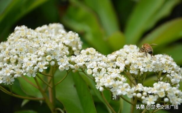 石楠花春天,石楠花已经开了