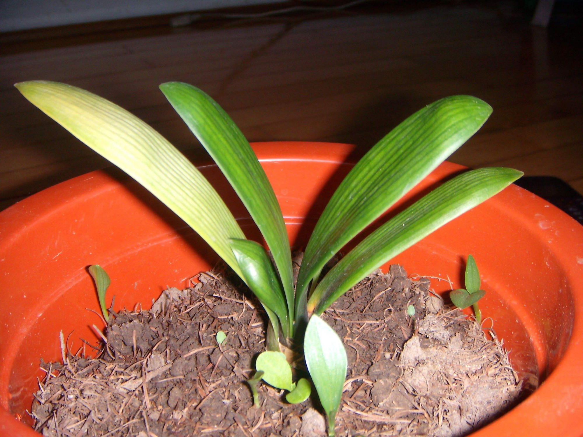 花徒长要怎么处理,花儿徒长怎么办