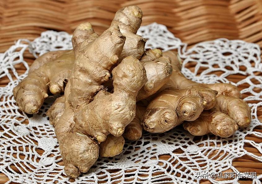 教你自家盆栽种姜,家里种姜的正确方法和步骤