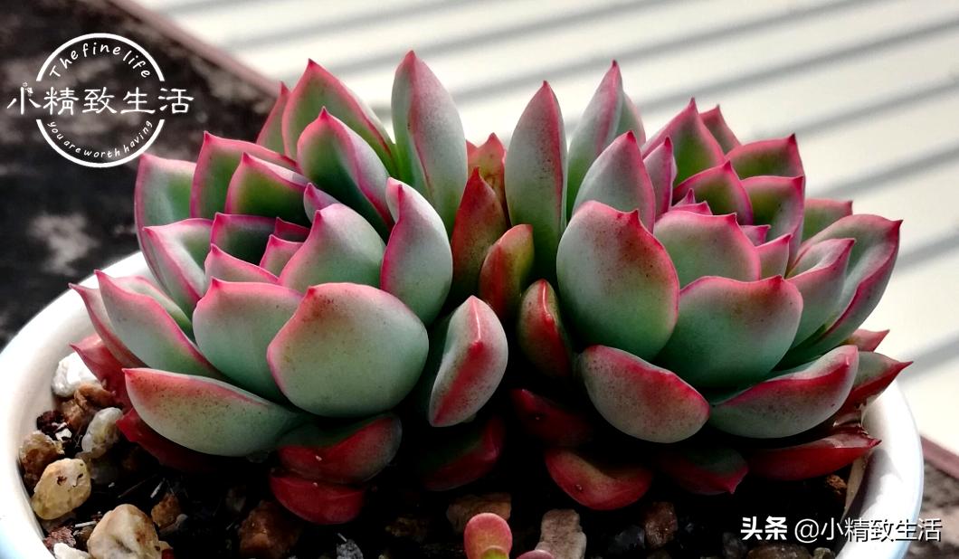 多肉浇水后还是皱巴巴的,多肉叶片发皱浇水后多久才会恢复